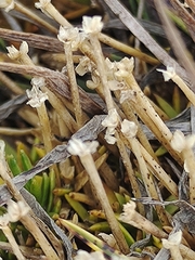 Scleranthus biflorus
