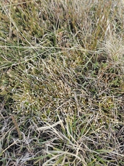 Scleranthus biflorus