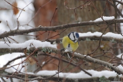 Cyanistes caeruleus