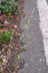 Arrhenatherum elatius