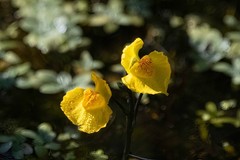 Utricularia australis