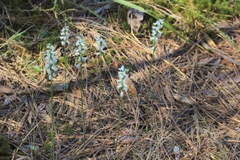 Spiranthes niklasii