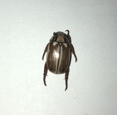 Anoplognathus abnormis