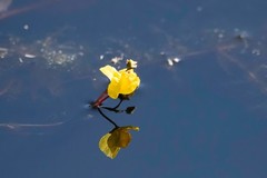 Utricularia australis