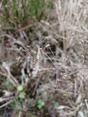 Alisma plantago-aquatica