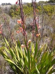 Watsonia angusta