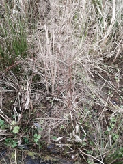 Alisma plantago-aquatica