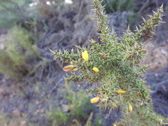 Ulex argenteus subsericeus