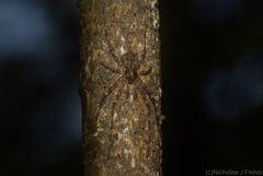Tamopsis brachycauda