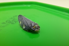 Ptyelus grossus