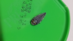 Ptyelus grossus