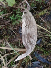 Alisma plantago-aquatica