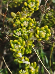 Asterolasia trymalioides