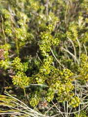 Asterolasia trymalioides