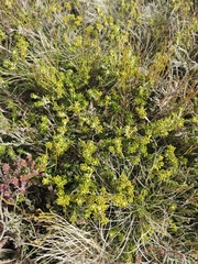 Asterolasia trymalioides