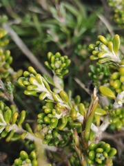 Asterolasia trymalioides