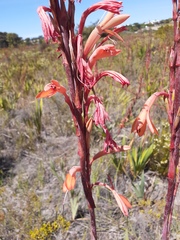 Watsonia angusta