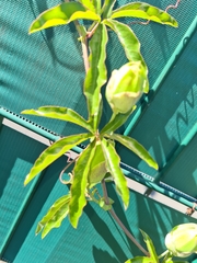 Passiflora caerulea