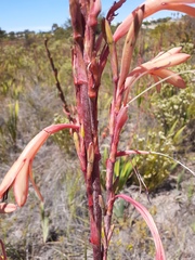 Watsonia angusta