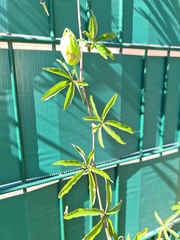 Passiflora caerulea