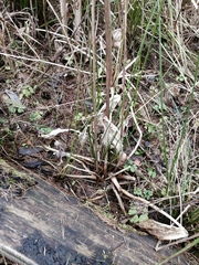 Alisma plantago-aquatica