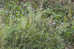 Leptochloa panicoides