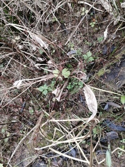 Alisma plantago-aquatica