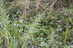 Leptochloa panicoides