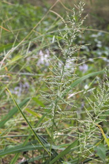 Leptochloa panicoides