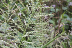 Leptochloa panicoides