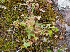 Trifolium suffocatum