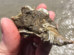 Phragmatopoma caudata