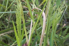 Leptochloa panicoides