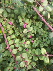 Symphoricarpos × chenaultii