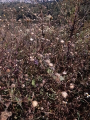 Simsia amplexicaulis