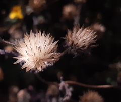 Simsia amplexicaulis