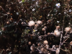 Simsia amplexicaulis