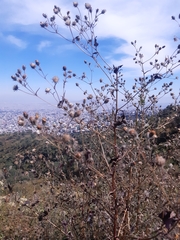 Simsia amplexicaulis