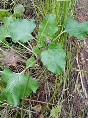 Arctium tomentosum