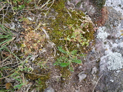 Trifolium suffocatum