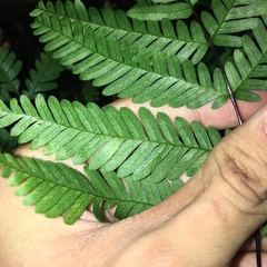Pteris bella