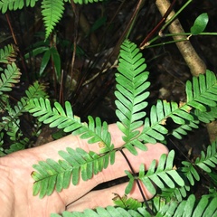 Pteris bella