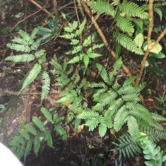 Pteris bella