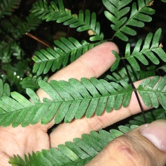 Pteris bella
