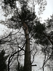 Pinus sylvestris
