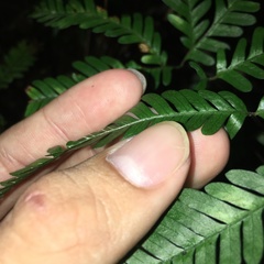 Pteris bella