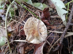 Lacrymaria lacrymabunda