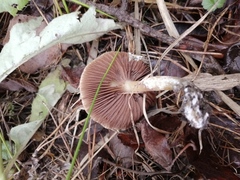 Lacrymaria lacrymabunda