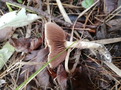 Lacrymaria lacrymabunda