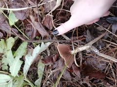 Lacrymaria lacrymabunda